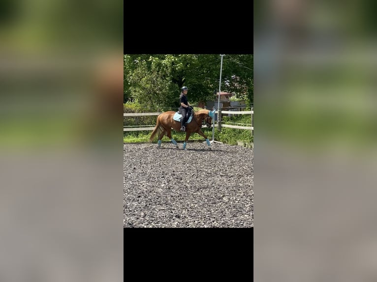 Deutsches Reitpony Stute 15 Jahre 148 cm Fuchs in Bopfingen