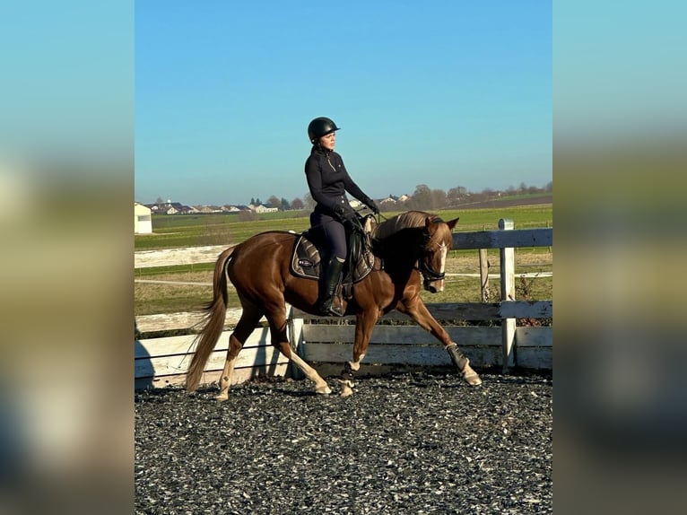 Deutsches Reitpony Stute 15 Jahre 148 cm Fuchs in Bopfingen