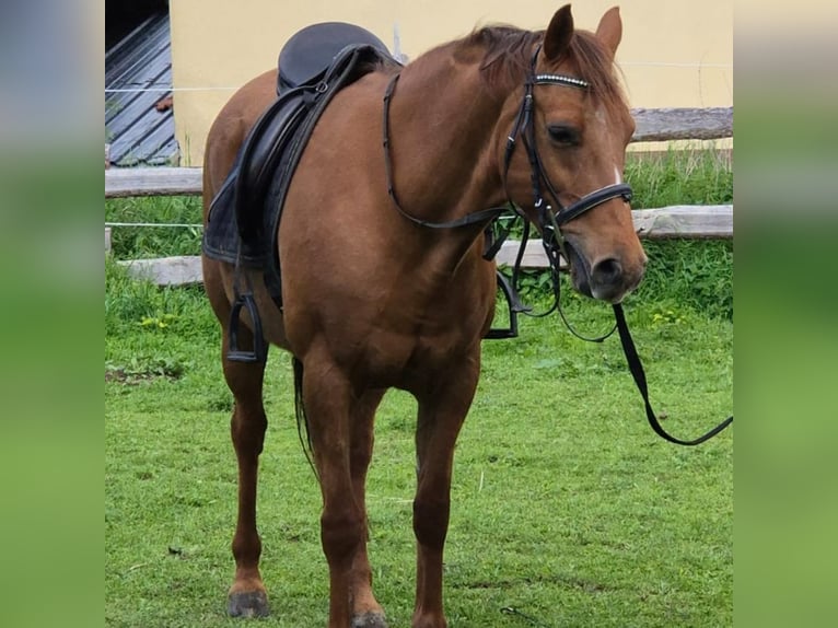 Deutsches Reitpony Stute 15 Jahre 148 cm Fuchs in D&#xF6;beln
