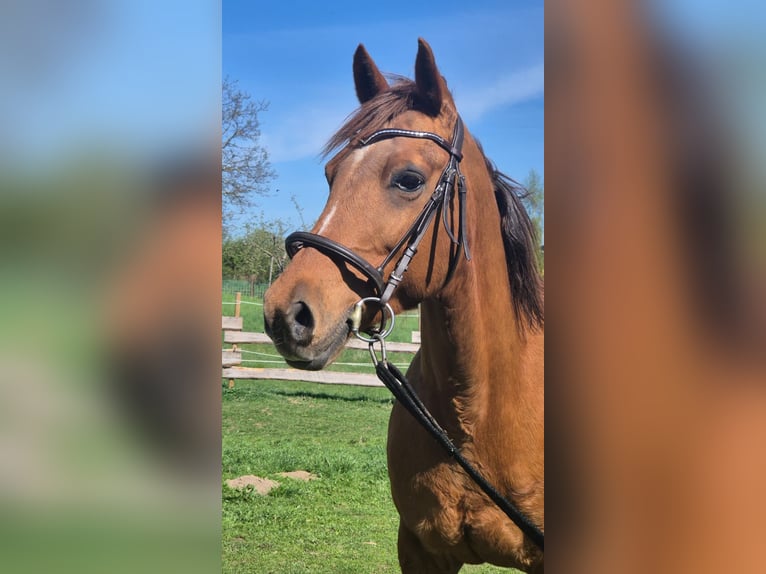 Deutsches Reitpony Stute 15 Jahre 148 cm Fuchs in D&#xF6;beln