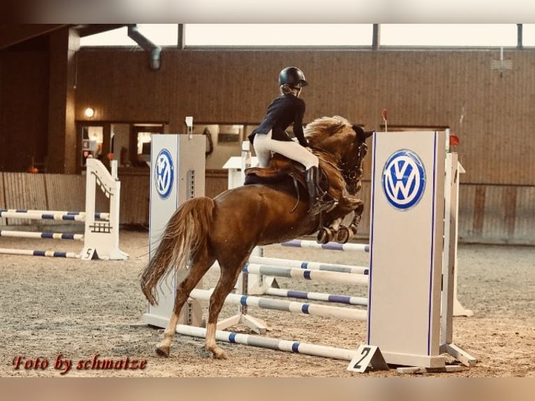 Deutsches Reitpony Stute 15 Jahre 148 cm Fuchs in G&#xF6;rlitz