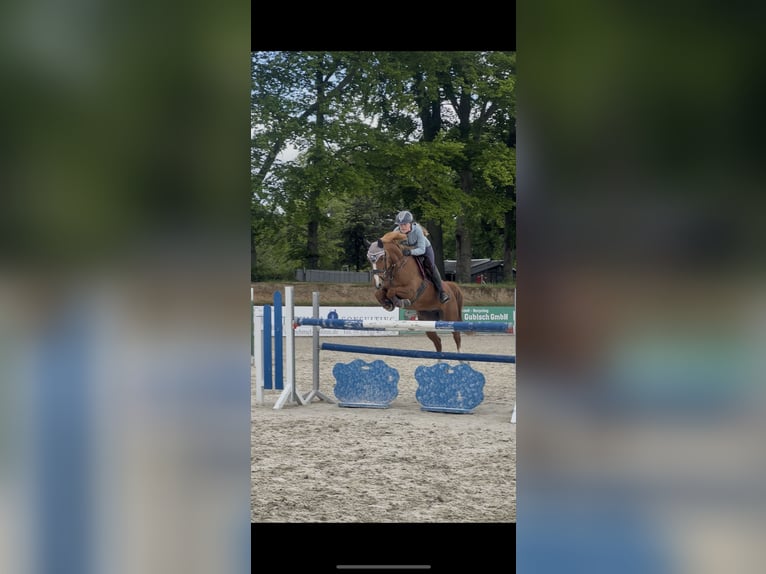 Deutsches Reitpony Stute 15 Jahre 148 cm Fuchs in G&#xF6;rlitz