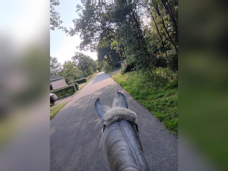 Deutsches Reitpony Stute 15 Jahre 148 cm Kann Schimmel werden in Kropp