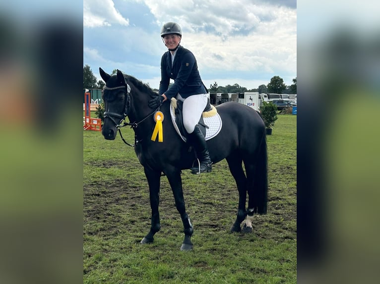 Deutsches Reitpony Stute 15 Jahre 148 cm Rappe in Hilgermissen