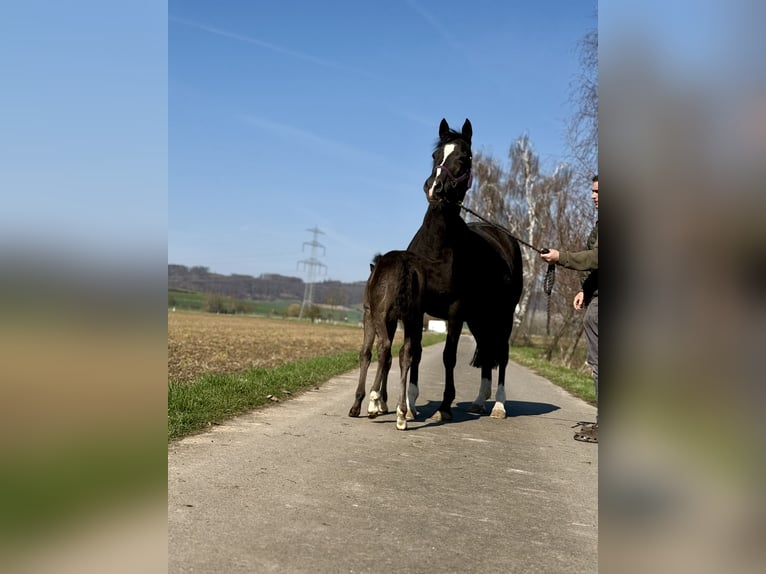 Deutsches Reitpony Stute 15 Jahre 148 cm Rappe in Hameln