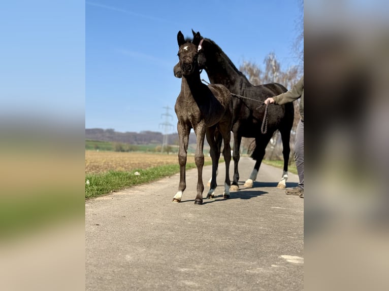 Deutsches Reitpony Stute 15 Jahre 148 cm Rappe in Hameln