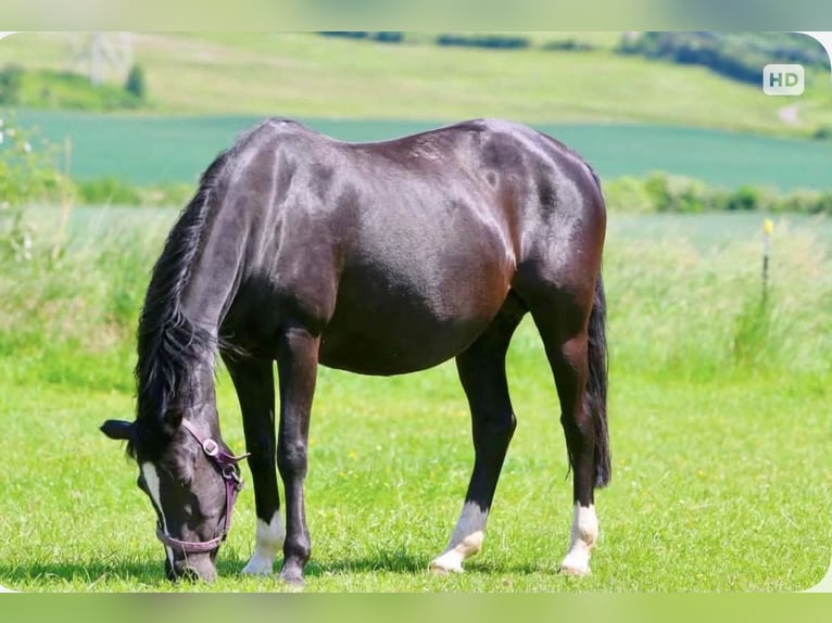 Deutsches Reitpony Stute 15 Jahre 148 cm Rappe in Hameln