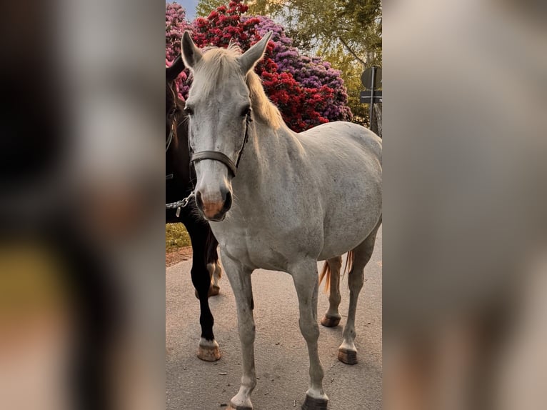 Deutsches Reitpony Stute 15 Jahre 148 cm Schimmel in Celle
