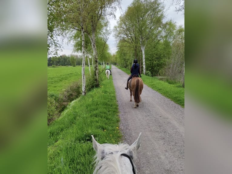 Deutsches Reitpony Mix Stute 15 Jahre 149 cm Fuchs in Cadenberge
