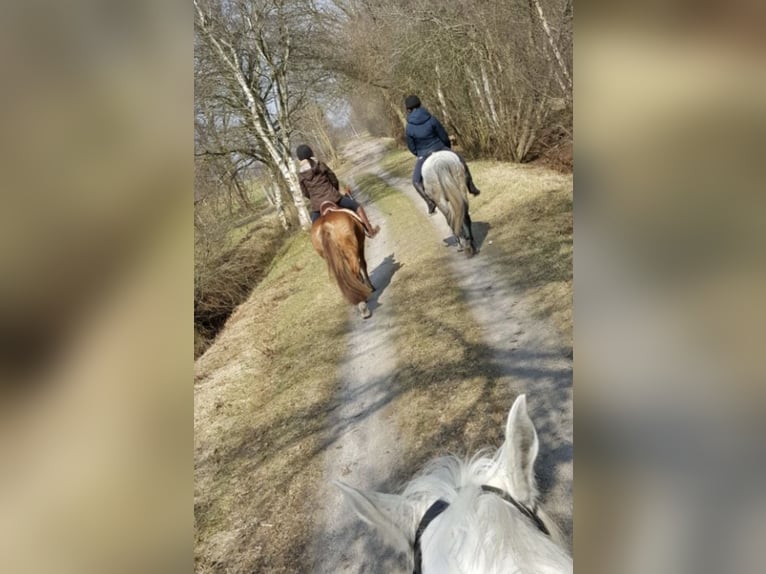 Deutsches Reitpony Mix Stute 15 Jahre 149 cm Fuchs in Cadenberge