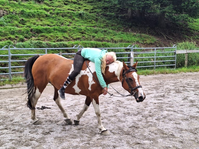 Deutsches Reitpony Mix Stute 15 Jahre 149 cm Schecke in Aldrans