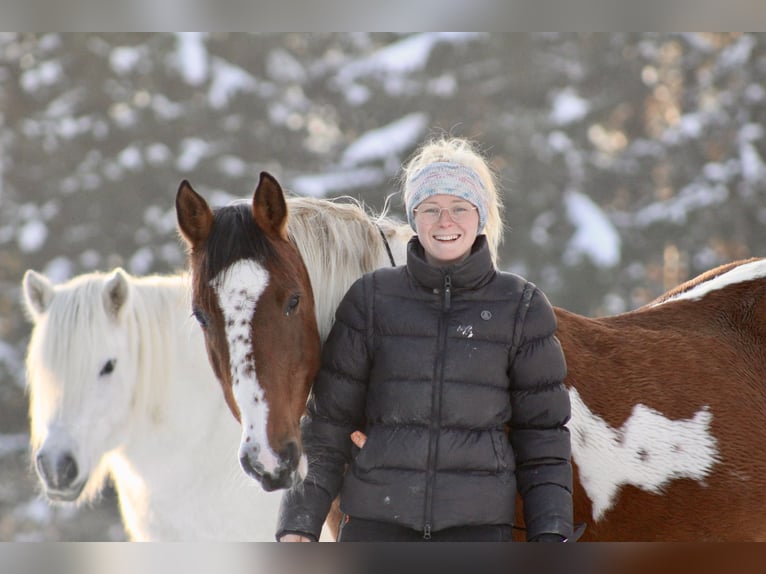 Deutsches Reitpony Mix Stute 15 Jahre 149 cm Schecke in Aldrans