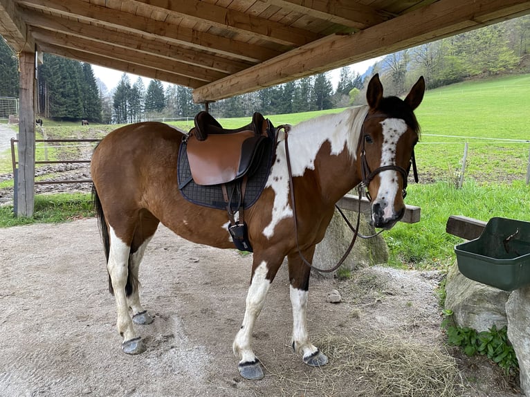 Deutsches Reitpony Mix Stute 15 Jahre 149 cm Schecke in Aldrans