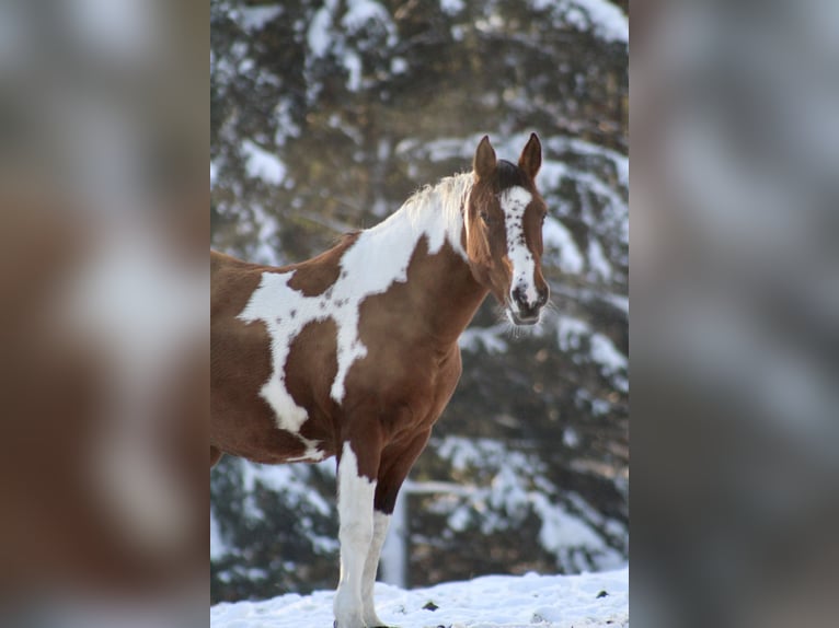 Deutsches Reitpony Mix Stute 15 Jahre 149 cm Schecke in Aldrans