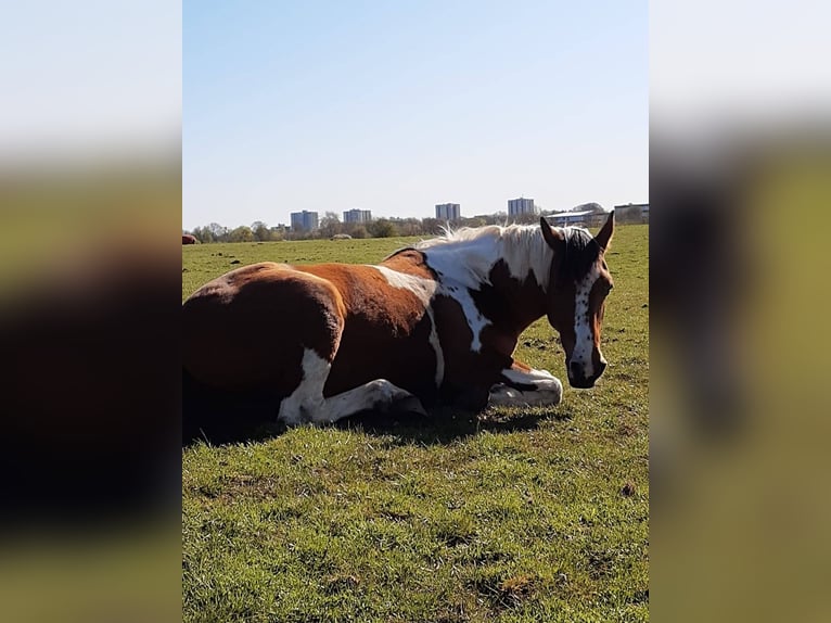 Deutsches Reitpony Mix Stute 15 Jahre 149 cm Schecke in Aldrans