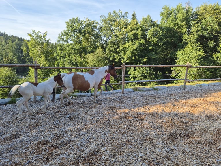 Deutsches Reitpony Stute 15 Jahre 149 cm Tovero-alle-Farben in Fichtenberg