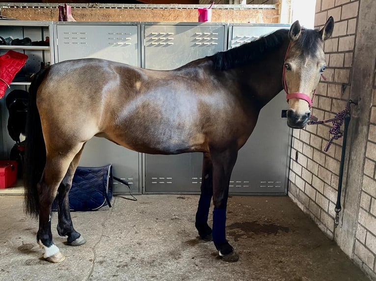 Deutsches Reitpony Stute 15 Jahre 150 cm Falbe in Rietberg
