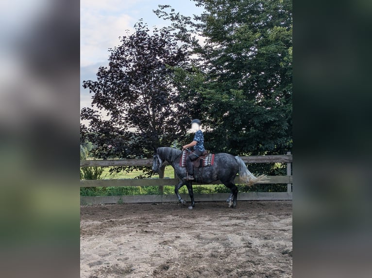 Deutsches Reitpony Stute 15 Jahre 151 cm Rappschimmel in Dresden