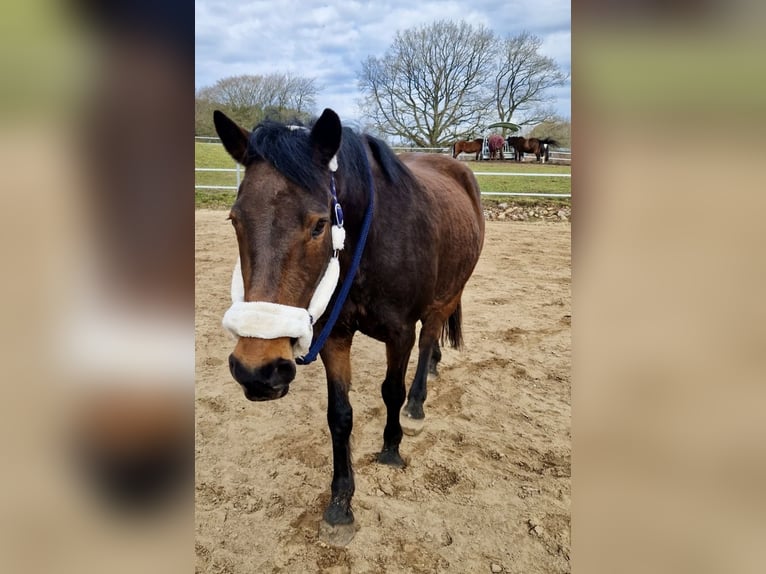 Deutsches Reitpony Stute 15 Jahre 160 cm Brauner in Aukrug