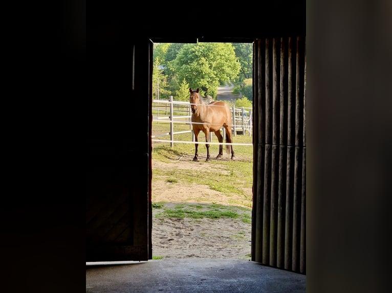 Deutsches Reitpony Stute 15 Jahre 160 cm Brauner in Aukrug