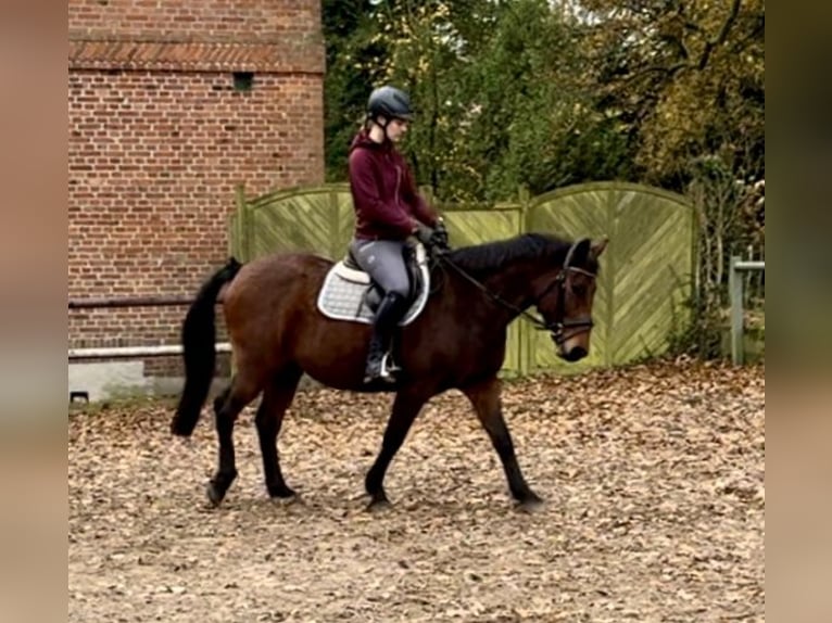 Deutsches Reitpony Stute 15 Jahre 160 cm Brauner in Aukrug