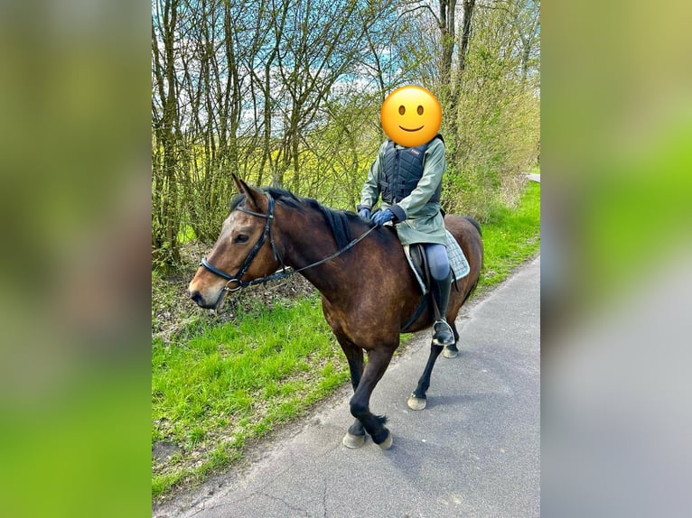 Deutsches Reitpony Stute 15 Jahre 160 cm Brauner in Aukrug