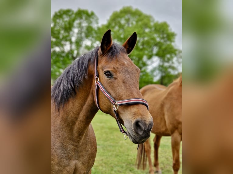 Deutsches Reitpony Stute 15 Jahre 160 cm Brauner in Aukrug