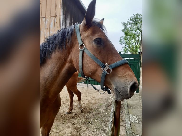 Deutsches Reitpony Stute 15 Jahre 160 cm Brauner in Aukrug