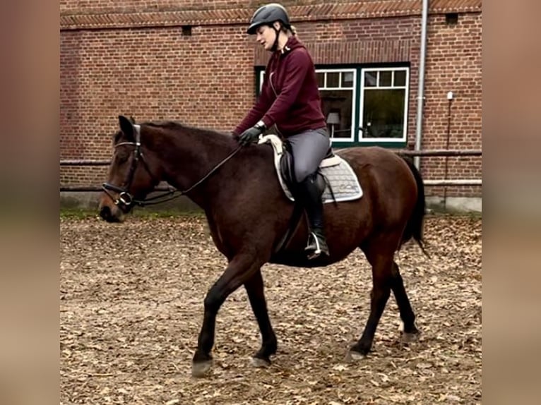 Deutsches Reitpony Stute 15 Jahre 160 cm Brauner in Aukrug