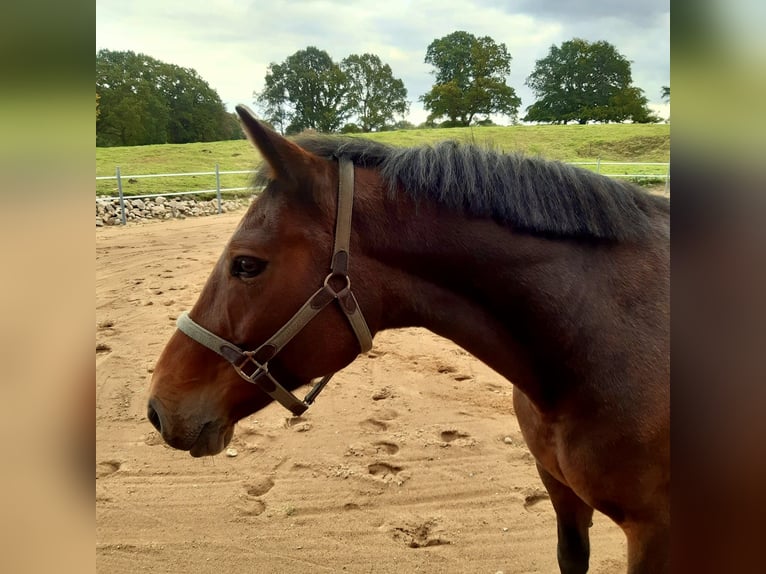 Deutsches Reitpony Stute 15 Jahre 160 cm Brauner in Aukrug