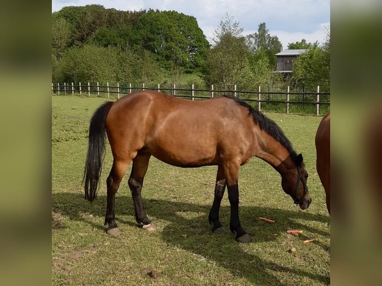 Deutsches Reitpony Stute 15 Jahre 160 cm Brauner in Aukrug