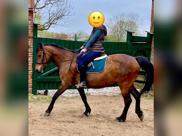 Deutsches Reitpony Stute 15 Jahre 160 cm Brauner in Aukrug