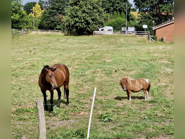 Deutsches Reitpony Stute 15 Jahre 160 cm Brauner in Aukrug