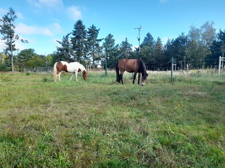 Deutsches Reitpony Mix Stute 15 Jahre 160 cm Schecke in Trebsen/Mulde