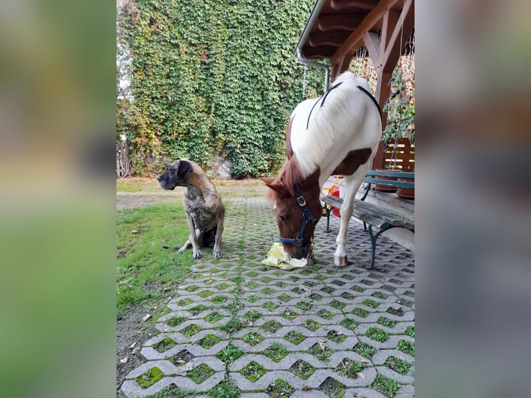 Deutsches Reitpony Mix Stute 15 Jahre 160 cm Schecke in Trebsen/Mulde