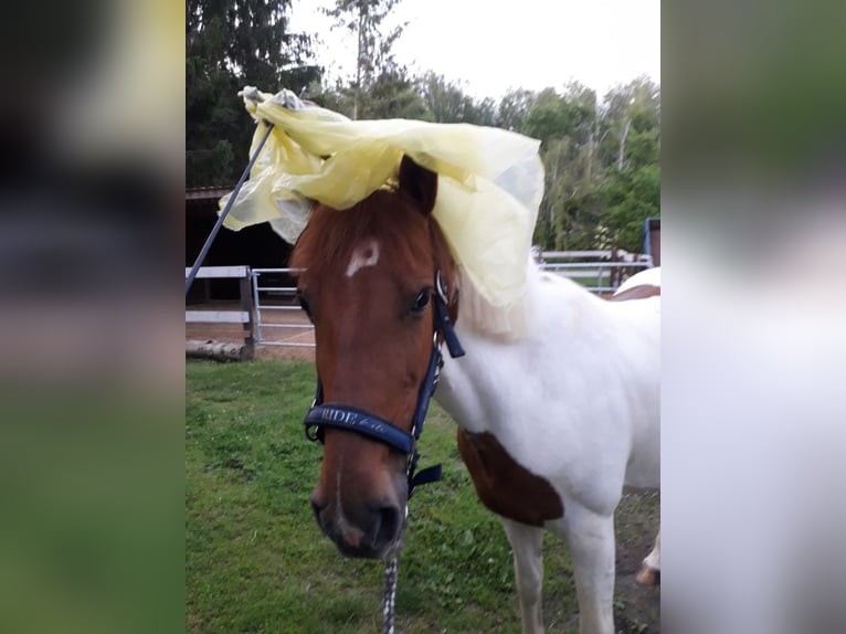 Deutsches Reitpony Mix Stute 15 Jahre 160 cm Schecke in Trebsen/Mulde