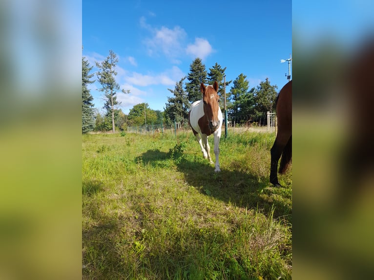 Deutsches Reitpony Mix Stute 15 Jahre 160 cm Schecke in Trebsen/Mulde