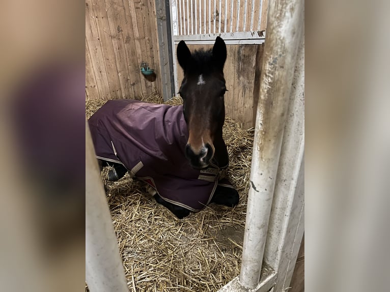 Deutsches Reitpony Stute 15 Jahre Dunkelbrauner in Heide
