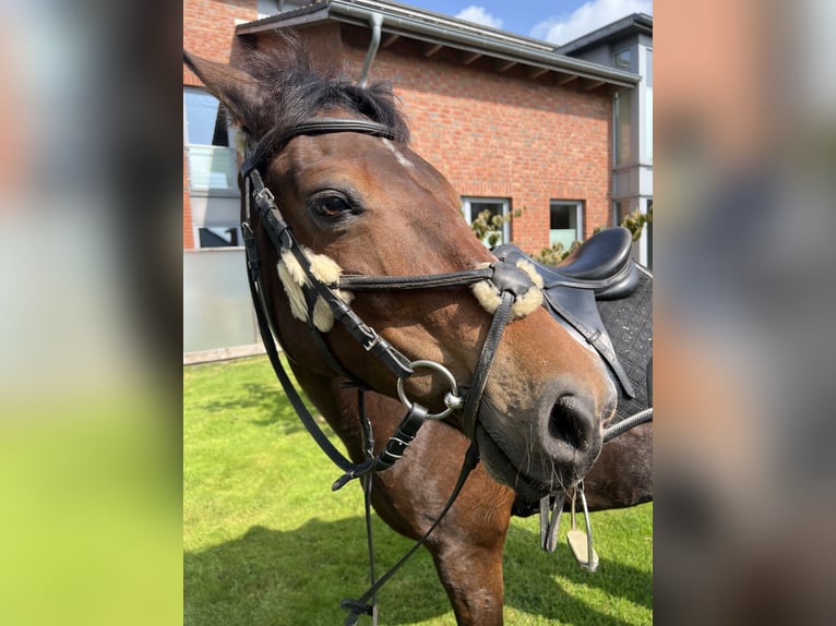 Deutsches Reitpony Stute 15 Jahre Dunkelbrauner in Heide