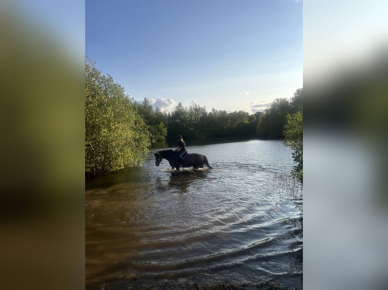 Deutsches Reitpony Stute 15 Jahre Dunkelbrauner in Heide