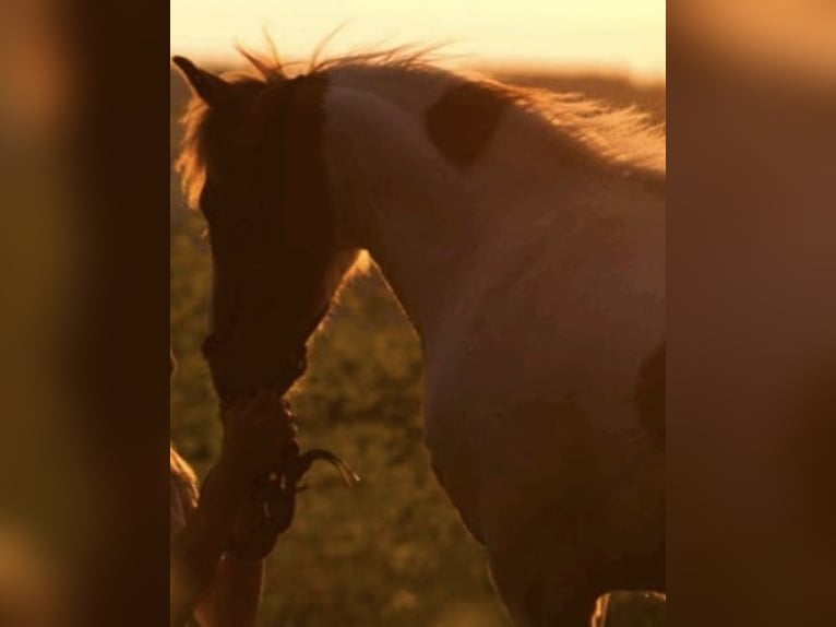 Deutsches Reitpony Stute 16 Jahre 130 cm Schecke in Sulzemoos