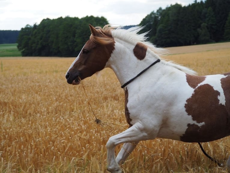 Deutsches Reitpony Stute 16 Jahre 130 cm Schecke in Sulzemoos