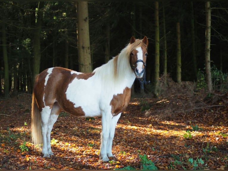 Deutsches Reitpony Stute 16 Jahre 130 cm Schecke in Sulzemoos