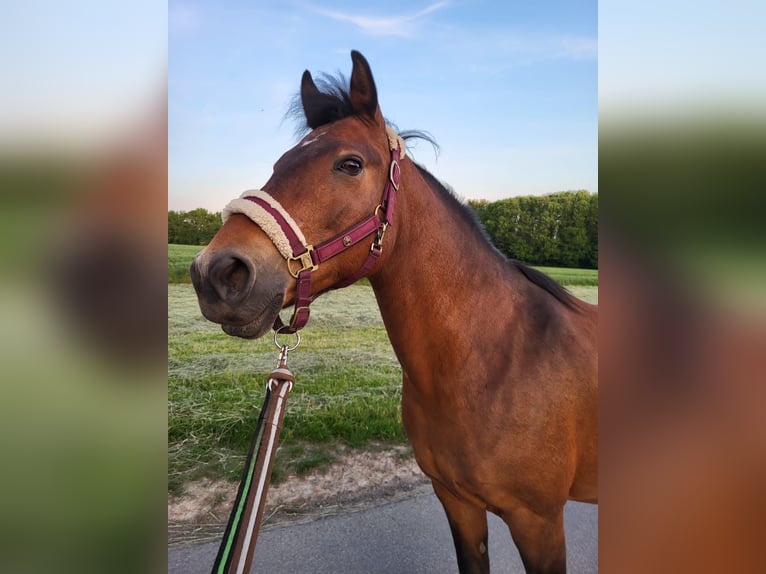 Deutsches Reitpony Stute 16 Jahre 138 cm Brauner in Holzwickede