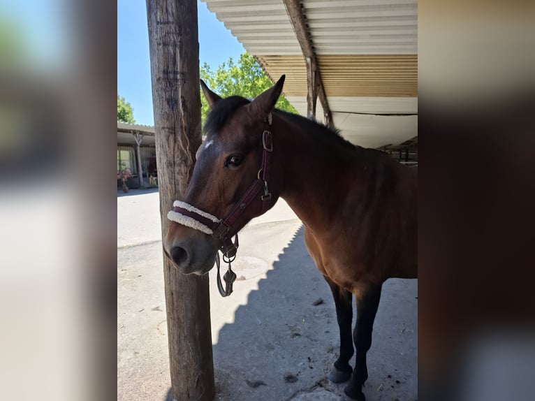 Deutsches Reitpony Stute 16 Jahre 138 cm Brauner in Holzwickede
