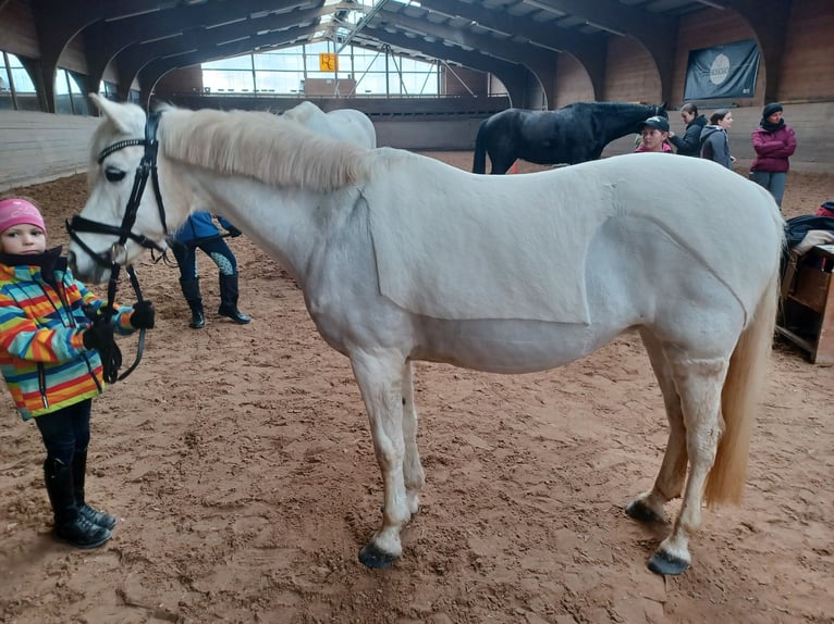 Deutsches Reitpony Stute 16 Jahre 138 cm Schimmel in Bad Rodach
