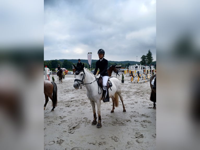 Deutsches Reitpony Stute 16 Jahre 138 cm Schimmel in Bad Rodach