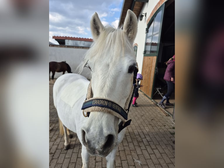 Deutsches Reitpony Stute 16 Jahre 138 cm Schimmel in Bad Rodach