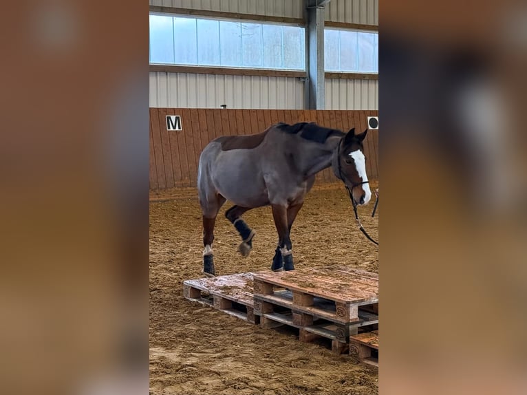Deutsches Reitpony Stute 16 Jahre 139 cm Brauner in Wetzlar