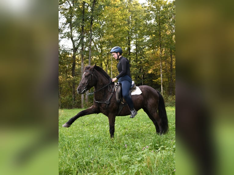 Deutsches Reitpony Mix Stute 16 Jahre 139 cm Rappe in Z&#xFC;rich